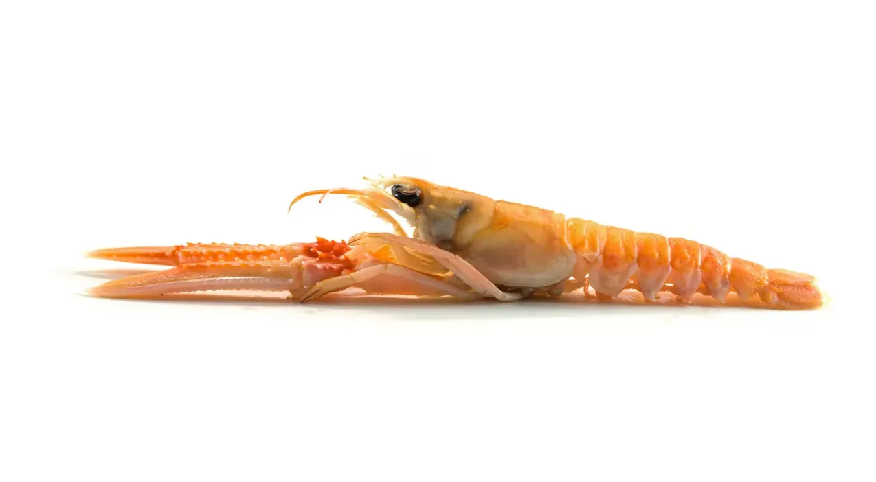 Langoustines 16-20 vers