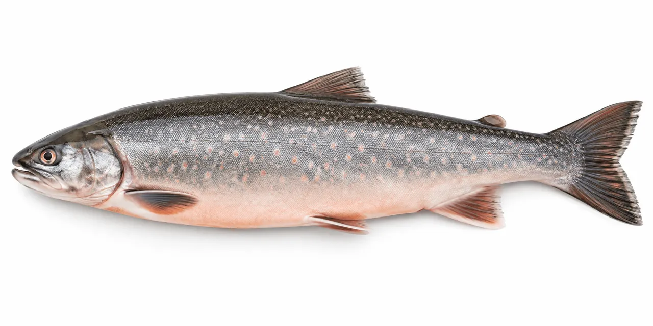 Arctic Char